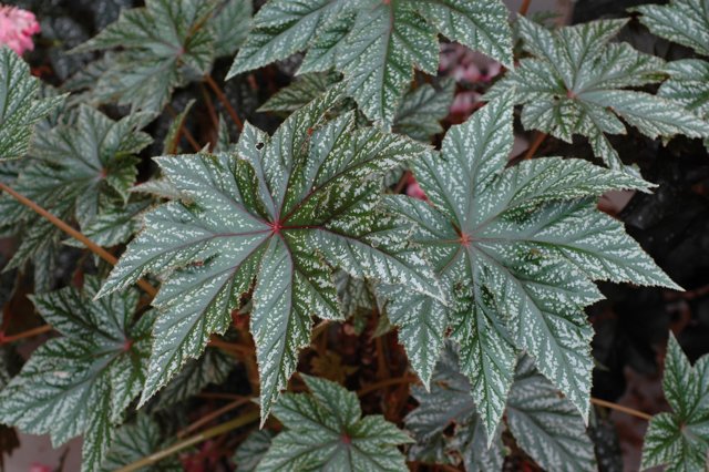 B. ‘Aussie Star’